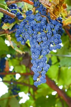 Bunches of blue ripe grapes hanging on the bush in autumn close-up