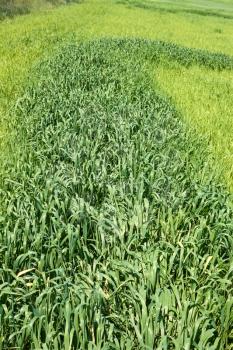 Green wheat on the field with uneven sowing after unfavourable weather arid