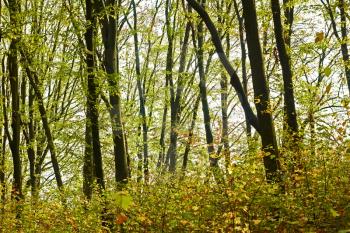 Hornbeam forest with undergrowth in the early autumn