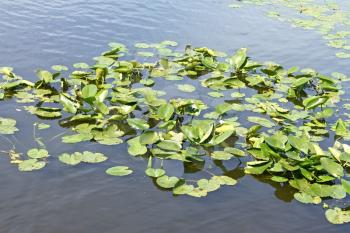 Spatterdock plants or yellow water lilies (Latin name: Nuphar lutea) growing in the water. Fine summer day