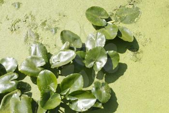Spatterdock plants or yellow water lilies (Latin name: Nuphar lutea) growing among duckweed. Fine summer day