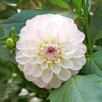 White with pink tinge dahlia on flowerbed close up