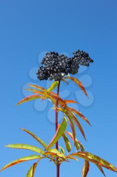One-year herbaceous elder top with ripe berries against a blue sky. Perennial herb with creeping rhizome. Latin name: Sambucus ebulus, family: Caprifoliaceae