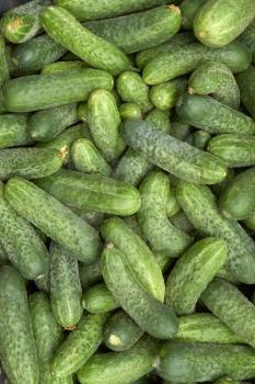 Fragment of a pile of fresh green cucumbers appetizing