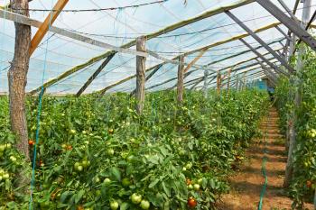 Wooden film greenhouses with tomatoes from the inside