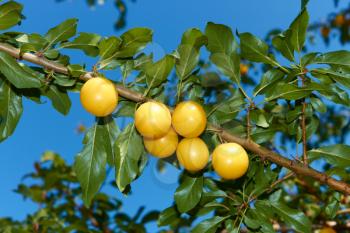 Appetizing ripe yellow plum fruit hanging on a branch against blue sky