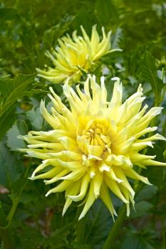 Yellow dahlia flowers in the flowerbed in summer time