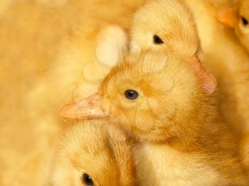 Several small ducklings on a yellow background close up