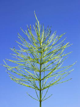 Green Field horsetail plant in early autumn on the background of blue sky