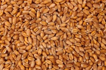 Heap of ripe grain feed of wheat as a texture