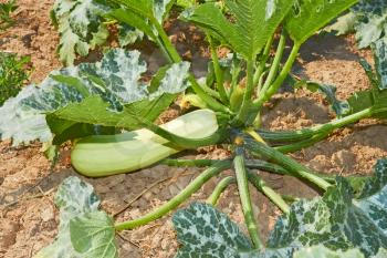 Courgette fruit (Cucurbita pepo) growing on a green plant in soil