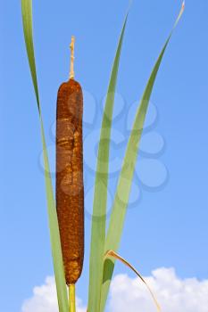Bulrush plant top on the background of blue sky