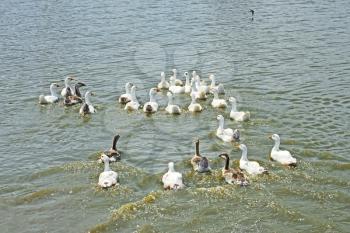Group of domestic geese swimming in the pond water