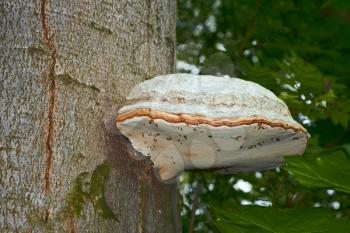 Very large fruit body of perennial tinder mushroom that grew on the beech tree trunk