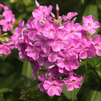 Purple phlox blooming on flowerbed in a lovely sunny day, close-up