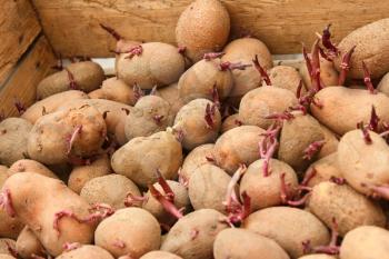 Sprouting potato tubers in wooden box before planting into the soil