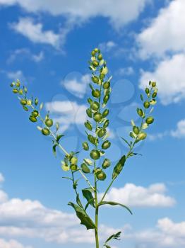 Field Pennycress plant on the background of cloudy sky. Scientific Name: Thlaspi arvense. Mustard family Brassicaceae