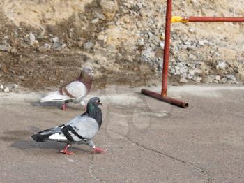 Two pigeons walking on the asphalt near the site of repair road works