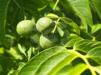 Three young green fruits of walnut hanging on a branch in a bright sunny day