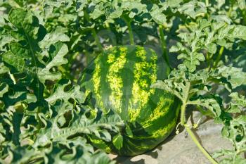 Ripening striped watermelon in a vegetable garden on a sunny summer day