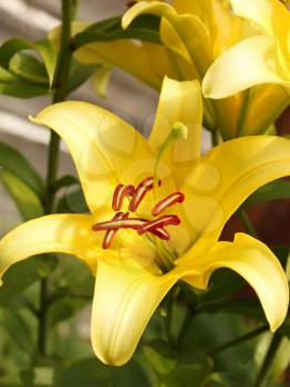Flowering of yellow lilies on a flowerbed in a lovely sunny day, close-up