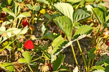 Red ripe strawberry (Fragaria moschata) growing in the garden, close-up