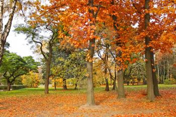 Beautiful park trees with yellowing leaves in calm autumn weather