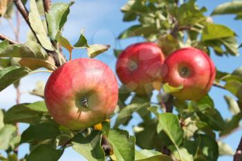 Red ripening apples hanging on a branch in early autumn, close-up