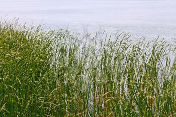 Overgrown lake shore with reed plants in early summer