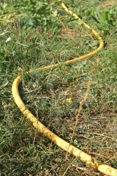 Bent yellow plastic watering hose lying in the grass in bright sunlight