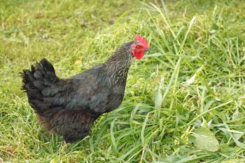 Black funny hen walking on the meadow among motley grasses