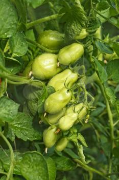 Cluster of green oblong tomatoes growing on a plant with dense foliage with water drops after watering, close-up