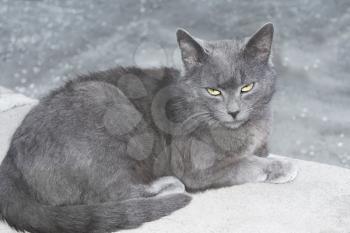 Gray British cat lying on a concrete surface