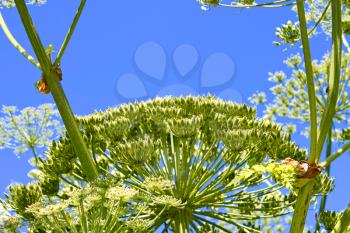 Giant inflorescences of Sosnowsky Hogweed plant with a lot of ripening seeds on it against the background of blue sky. Latin name: heracleum sphondylium