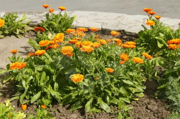 Pot Marigold (Calendula officinalis) flowering on flowerbed in early summer