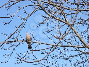 Bird turtledove sitting on the bare tree branches against the blue sky in early spring