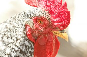 Portrait of an adult speckled rooster in bright sunlight