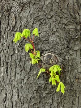 Fragile young twig of chestnut with green leaves grows on the old trunk in springtime