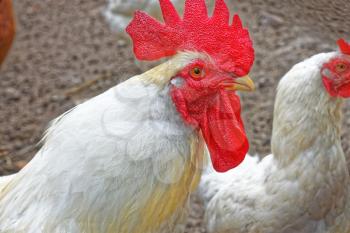 Adult big white rooster with red crest in casual moment on poultry yard