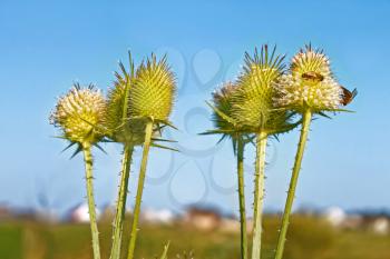 Flowering thistle inflorescence (in Latin: Dipsacus laciniatus) with bees on them on the background of blue cloudless sky in summer