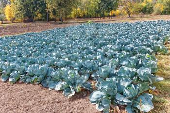 Cabbage plantation in sunny early autumn, many leaves damaged by pests