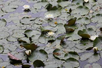 Water lily flowers on pond 7719