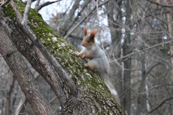 Grey Squirrel sitting on tree in forest 1311
