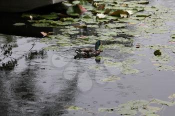 Mallard duck swimming on pond water 7742