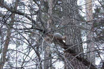 Grey Squirrel sitting on tree in forest 1328