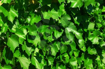 Green vine leaves vine-prop 4690