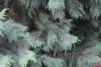 Green Spruce Tree Branches close up 7875