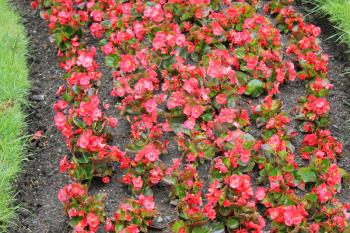 Red blooming flowerbed flowers 7898