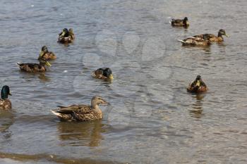 Mallard ducks swimming on pond water 8446