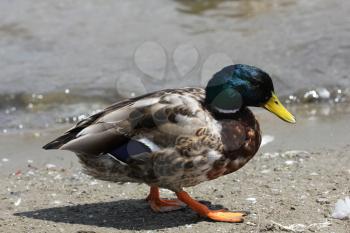 Mallard duck on the pond close up 8452